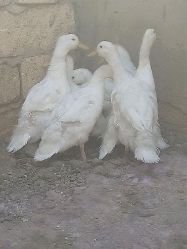 ördək balası və cücə: 7 dene pekin ordekler iki aylig biri 6 manat. kend xirdalan 055 — 3