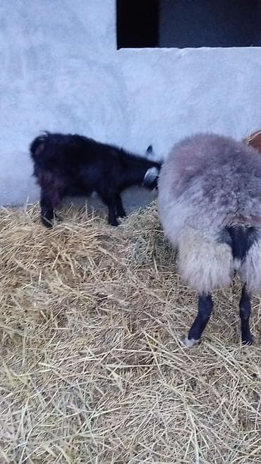 Dişi, Hələb, il: 5, 15 kq, Damazlıq, Südlük, Ətlik, Ünvandan götürmə lalafo.az -da Dişi, Hələb, il: 5, 15 kq, Damazlıq, Südlük, Ətlik, Ünvandan götürmə