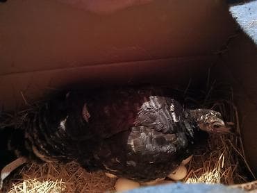 goyercin satisi 2019: Dişi, Yumurtalıq, Ünvandan götürmə — 1