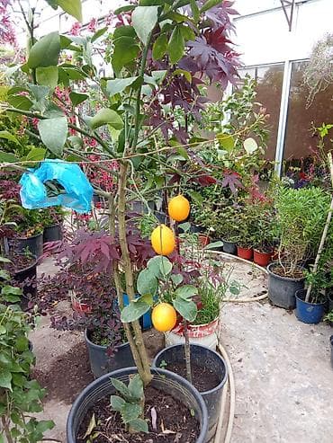 şiş burun xurma: Bitki: Cycas revoluta (Saqo xurması) – qablarda Təsvir: - Qədim — 7