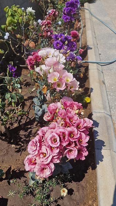 Bitki dərmanları: Lisianthus (Eustoma) fidanları – rəngli kəsim və bağ gülləri Eustoma — 1