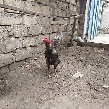 бу ковры: Heyratı beçə satılır cins heyvandı bir gözü kordur dölüy kimi satılır — 4