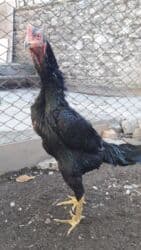 золотая шиншилла баку: Heyrati xoruz, zil qara. 1yaş 3ayliq — 2