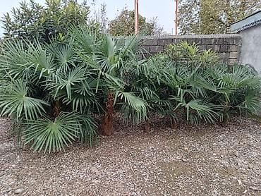 Ağaclar: Ağaclar — 3