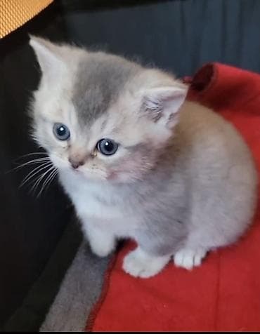 afcarka dişi: Şinşilla, Dişi — 1