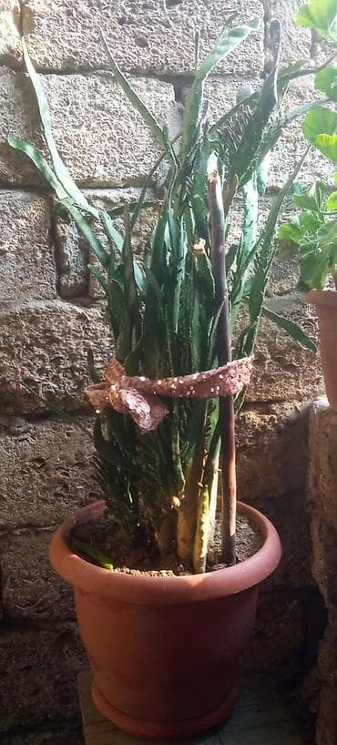 kaktus satisi: Aloe (Aloe vera tipli) – dekorativ saksı bitkisi - Bitki: çoxillik — 1