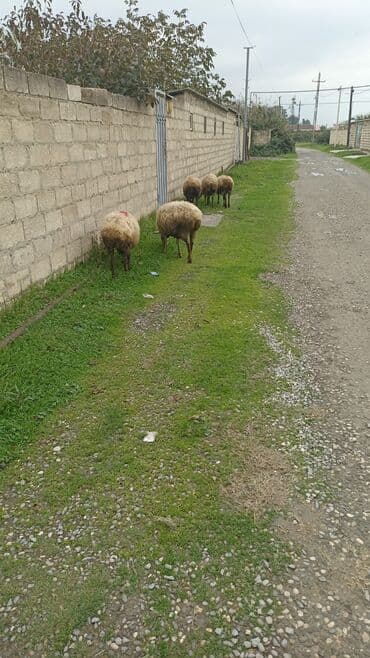 pişiyə verilən adlar: Məhsul: 5 baş Qoyunlar (anaç və gənc başlar) Təsvir: - Şəkillərdə — 3