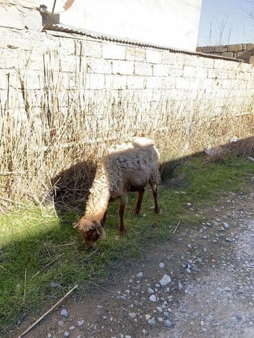 Dovşanlar: Boğaz Qoyunlar satılır 4 dənə bala ələ dəyir — 2