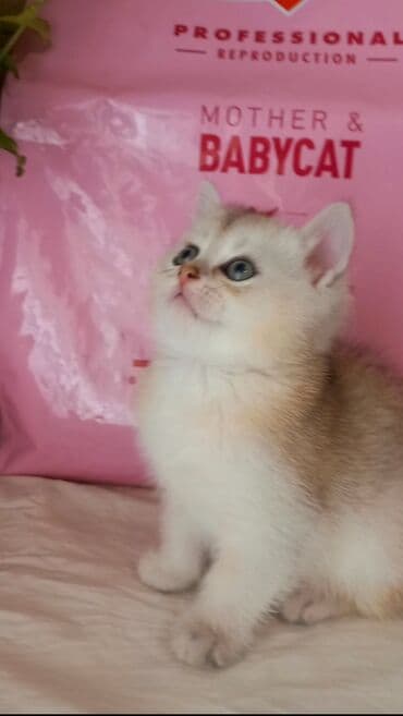 сколько стоит котенок: Британская, Самец, В добрые руки, Самовывоз — 4