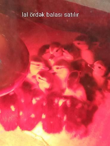 0303,2026 maskoviski lal ördək balası satılır ünvan lənkarandı — 2