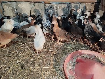 cuce satisi 2019: Toyuq cücələri, Ətlik — 2