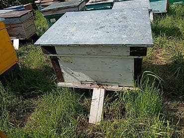 qoyun qiyməti 2024: Arı ailələri satılır Boz Qafqaz cinsi,maksimum arı ailəsi — 2