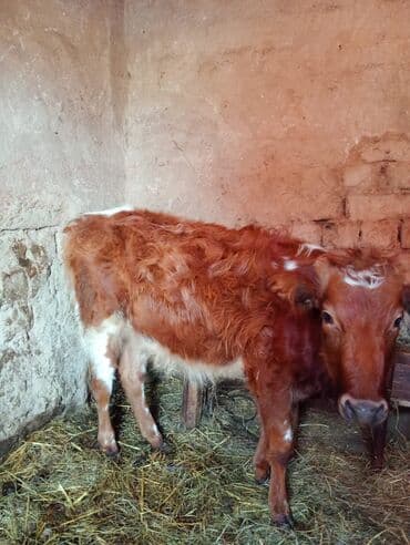 Qoyunlar, qoçlar: İnək satılır! 3cü balasıdı dişi baladı 11 aylıq. İnək sağılmır — 2