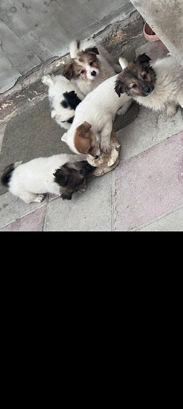 zvonok sobaka: Звонок, 3 месяца, Самка, Самовывоз — 3