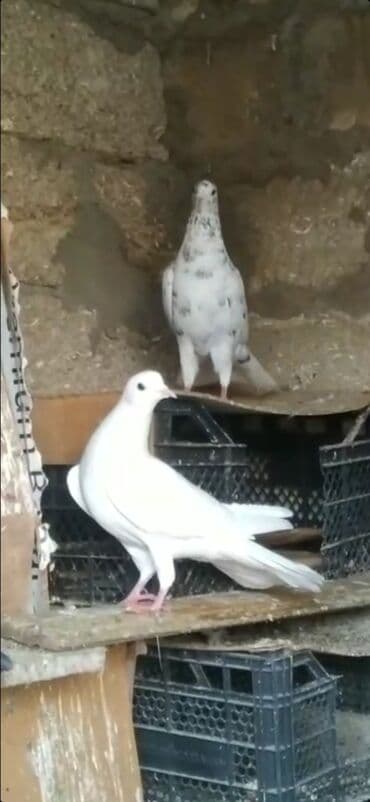 ZAZ: Göyərçinlər — 6