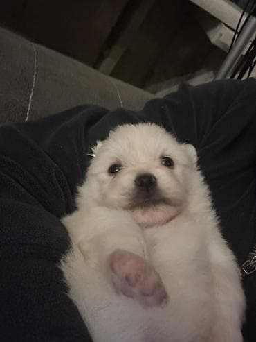 afçarka itləri: Şpitz, 1 ay, Dişi, Sənədli, Ünvandan götürmə — 4