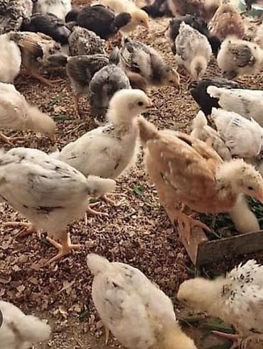 kənd cücələri: Toyuq cücələri, Ətlik, Ödənişli çatdırılma — 2