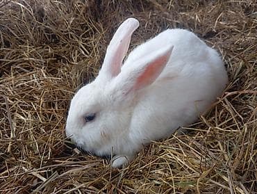 Heyvan: Dovşanlar (bir neçə fərqli rəng və tip) Təsvir: - Seçimlər