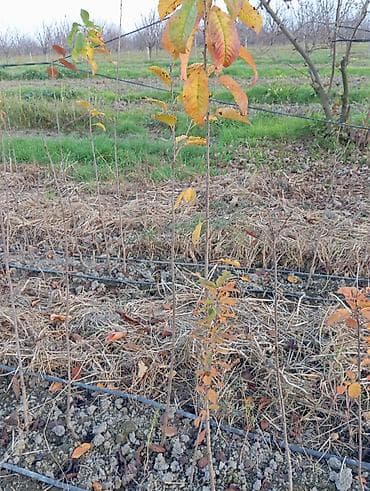 bitki guli: Giləmeyvə və meyvə bağları üçün ixtisaslaşdırılmış tinglər - Məzmun — 2