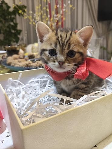 1 azn pişik: Britan, Erkək, Ödənişli çatdırılma — 2