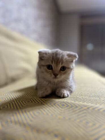 самюн ван в душанбе: Шиншилла, Самец, Самовывоз — 3