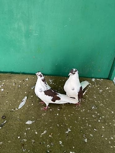 Hazr cutler kohne cinsdi