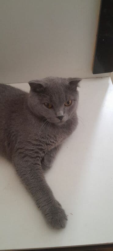 продам котенка британца: Британская, В добрые руки — 1