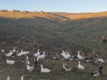 купить собаку в: Qazlar
8 ayliqdilar çekileri 3.5 dan 4.5 kimidi — 4