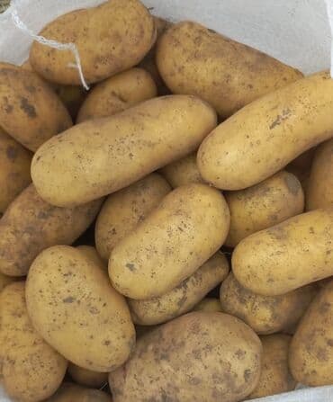 Digər qida məhsulları: Təzə yığım, sarı qabıqlı kartof - Uzunovalı forma, orta-böyük ölçülü — 1