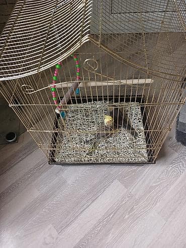 Məhsul: Nimfa (cockatiel) cütü və qəfəs Təsvir:qəfəs ilə birlikdə - — 2