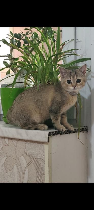 Кошки: Шиншилла, Самец — 1