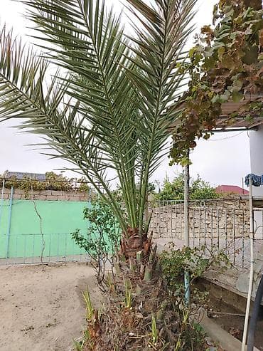 kala bitkisi: 2ədəd xurma ağacı 7-8 ilin ağaclarıdı Normal həyətdə qulluğ olunub,heç — 2