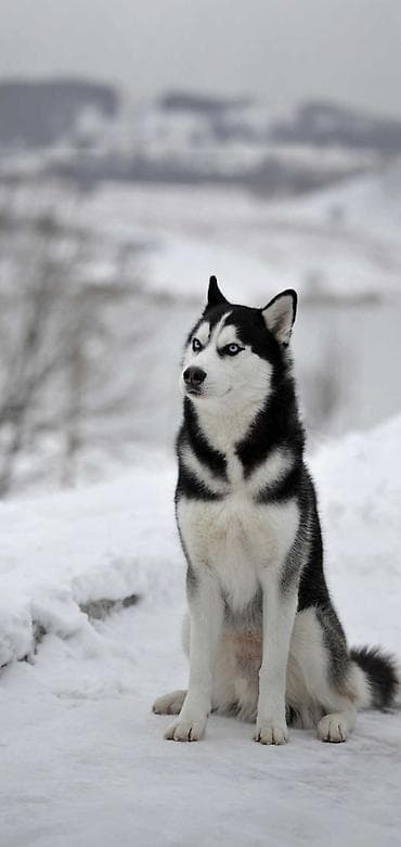 itlərin cütləşdirilməsi: Xaski — 1