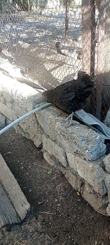 cex quslar: Toyuq, Damazlıq, Ödənişli çatdırılma — 1