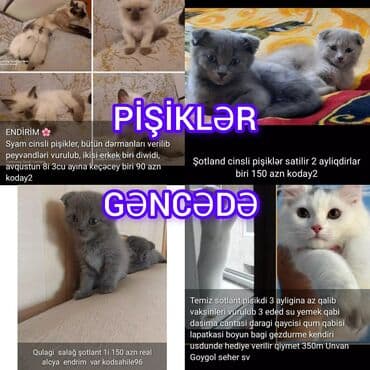 şinşilla pişik: Самец, Самовывоз — 1