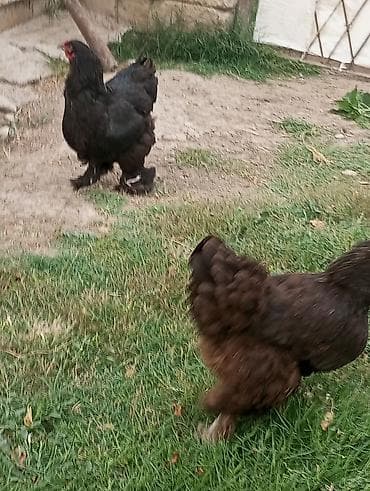 toyug cücə: Toyuq, Brama, Damazlıq, Ödənişli çatdırılma — 10