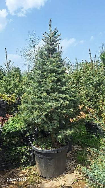 suvarma şlanqları: Ucuz qiymete qazon. var. 0Thuja və iynəyarpaqlı dekorativ ağaclar – — 5