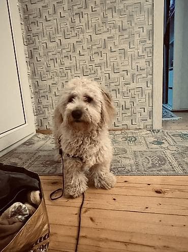 ev iti satilir: Erkek, Ünvandan götürmə — 4