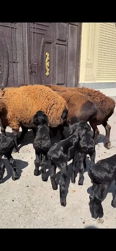 cins keciler: 4 ana 8 bala hamisinin ikinci balalaridi ana ekiz balali 300 azn — 3