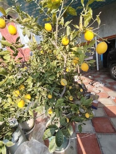 Gübrələr: Limon agacı — 1