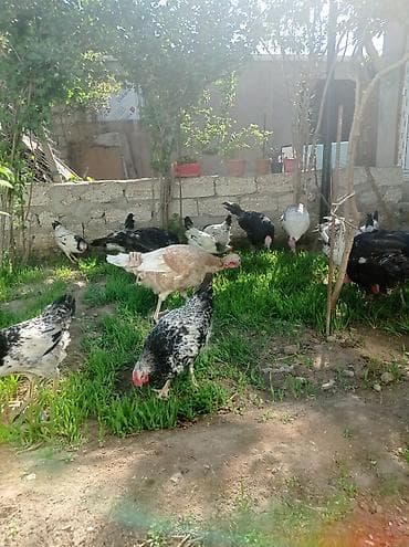 cex quşlar: Salam.hünduwqalar satılı.bine atclıq qesebesindedi heyvanlar.erkekler — 6