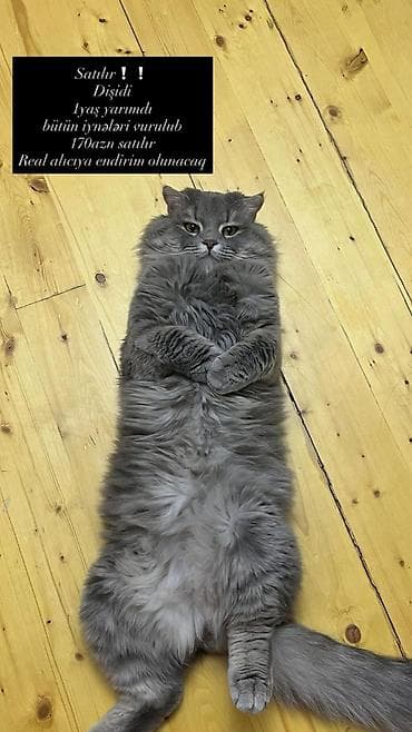 pişik sahiblənmə: Dişi — 1