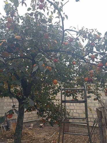 pip ağacı meyvesi: Yığmaq məndən almaq sizdən - Növ: şirin xurma (diospyros/kaki) - — 3