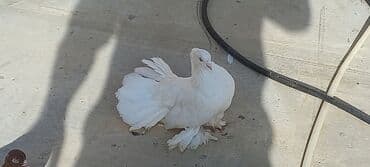 haski satilir: Satılır: Fantail tipli dekorativ göyərçin Xüsusiyyətlər: - Rəng — 9