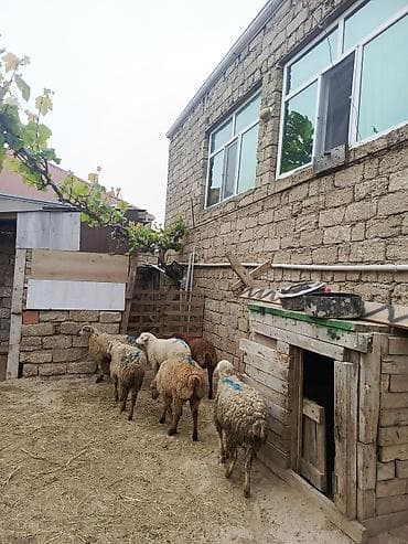 dovsan satilir: Qoyunlar satılır – qarışıq sürü - Say: şəkillərdə görünən 6 baş - — 3