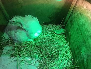 hinduşka balalari: Bir ana 6 hinduska balalari satilir. Ana ag kanada, balalar bronz ve — 2