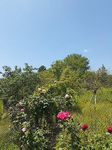xırdalan kup: Hazır Biznes istəyənlər ücün Ferma satılır İsmayilli rayon erazisinde — 2