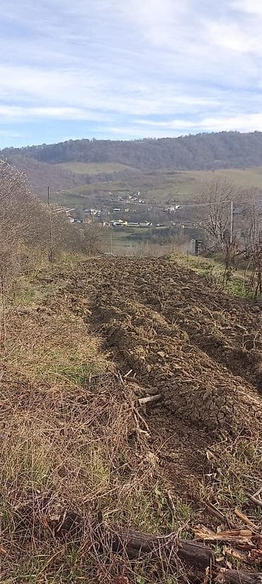 Kənd təsərrüfatı