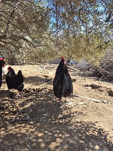 xoruz satişi: Xoruz, il: 1 — 5