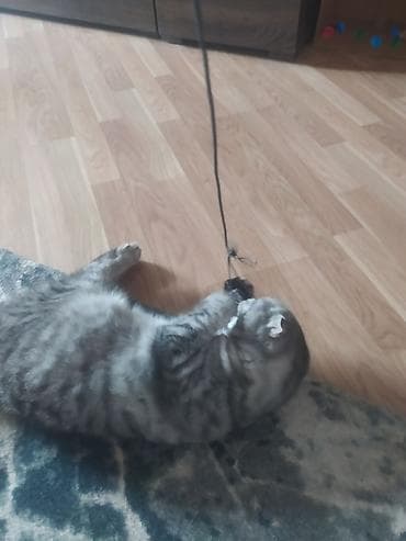 balaca pisikler: Şotland — 4